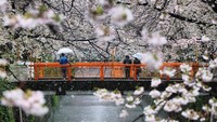 Bahkan, destinasi di sepanjang Sungai Meguro yang populer dengan bunga sakura juga hanya menarik sedikit wisatawan. Padahal dalam kondisi biasa, sepanjang sungai tersebut selalu disesaki oleh ratusan masyarakat dan pelancong (zulfikaralex/dTraveler)