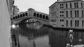 Burung camar berenang di Grand Channel yang tenang di depan Jembatan Rialto yang terkenal. Venesia. Foto: Milan Radisics via behance