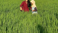 Selain panen sayuran, Soraya juga turun ke tengah sawah padi. Ia sama sekali tak khawatir kulitnya terpapar panas matahari. Senyum ceria masih menghias wajah soraya. Foto: instagram @sorayarasyid