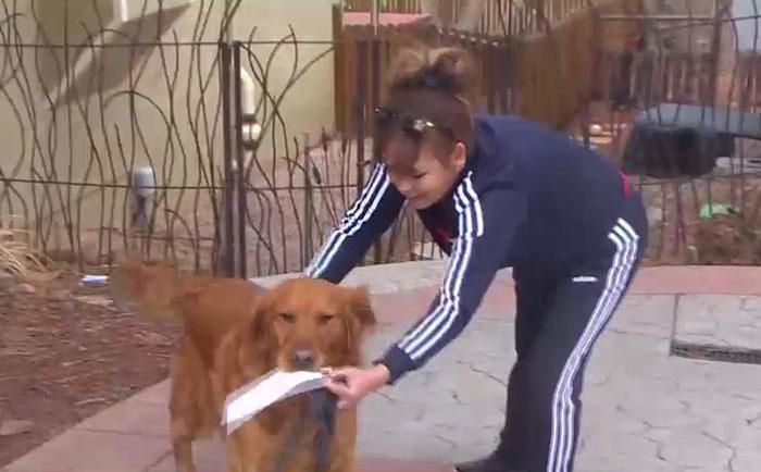 Anjing Ini Antarkan Makanan Untuk Tetangga yang Sedang Sakit