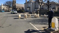 Menurut Anggota Dewan kota Llandudno, biasanya hewan-hewan ini datang saat cuaca buruk, namun mungkin mereka kesepian dan merasakan suasana yang berbeda sehingga datang ke kawasan rumah warga. (Andrew Stuart/Twitter)