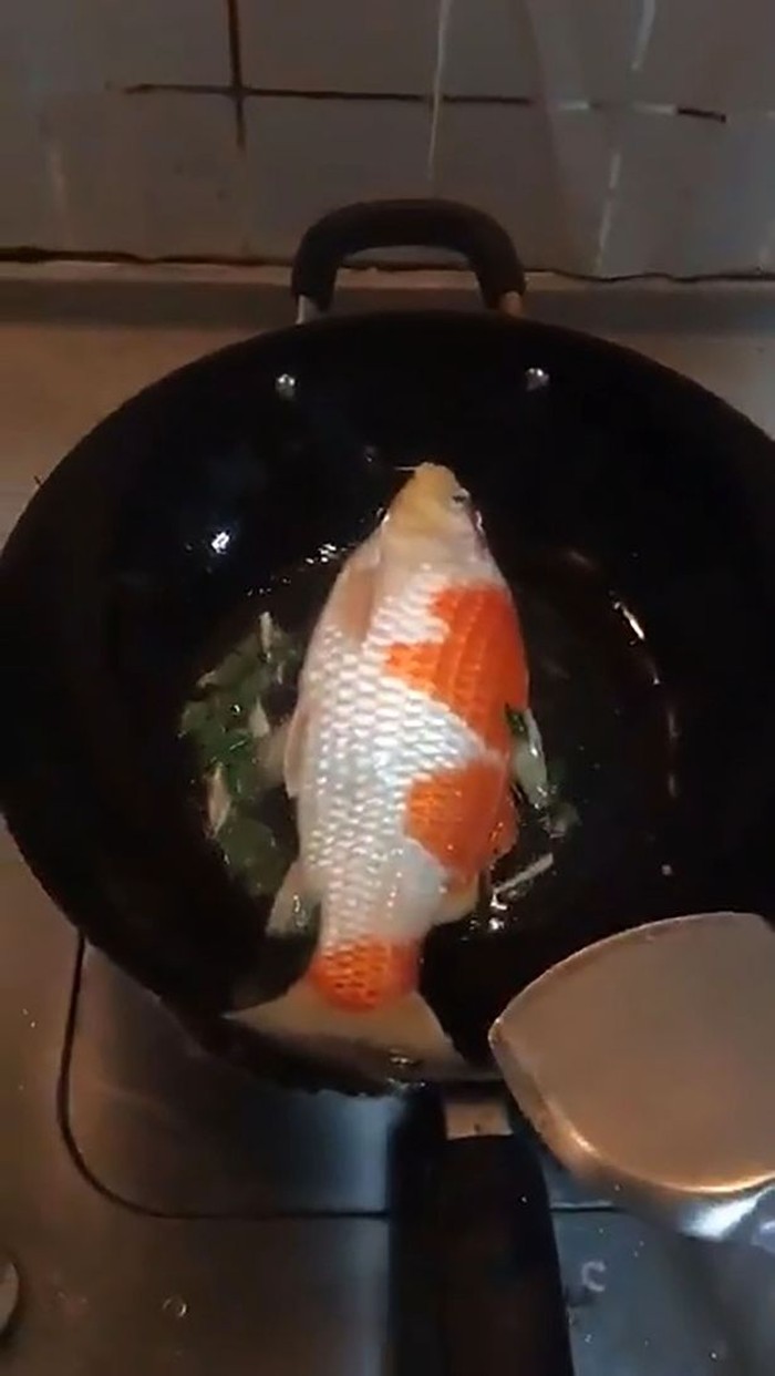 makan ikan hias