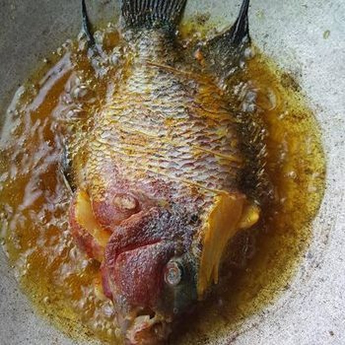 makan ikan hias