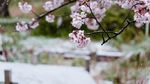 Potret Bunga Sakura yang Bersalju di Tokyo