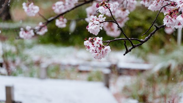 Bunga Sakura Bunga Sakura yang ditutupi salju.