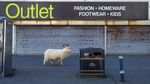 Kambing-kambing Kuasai Jalan di Kota Wales Inggris