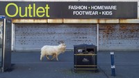 Seekor kambing berjalan melewati gudang tertutup, dekat Trinity Square, di  Wales utara. NHS Inggris dalam pernyataan yang mereka keluarkan menyatakan kasus kematian akibat virus corona tembus 381 kasus pada Selasa (31/3).
