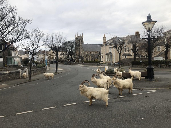 Inggris telah memberlakukan lockdown yang membuat warganya tak bisa kemana-mana. Kota Llandudno di tepi pantai Welsh didatangi kambing yang biasanya berkeliaran bebas di tanjung yang menjorok ke Laut Irlandia (Foto: Andrew Stuart/Twitter) Inggris telah memberlakukan lockdown yang membuat warganya tak bisa kemana-mana. Kota Llandudno di tepi pantai Welsh didatangi kambing yang biasanya berkeliaran bebas di tanjung yang menjorok ke Laut Irlandia (Foto: Andrew Stuart/Twitter)