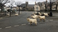 Inggris telah memberlakukan lockdown yang membuat warganya tak bisa kemana-mana. Kota Llandudno di tepi pantai Welsh didatangi kambing yang biasanya berkeliaran bebas di tanjung yang menjorok ke Laut Irlandia (Foto: Andrew Stuart/Twitter)