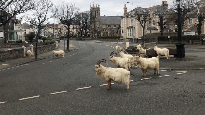 Kambing Berkeliaran di Jalan