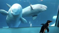 Penguin bernama Wellington ini bertemu dengan 3 paus beluga bernama Kayavak, Mayuak dan bayi Annik. (Shedd Aquarium/Twitter)