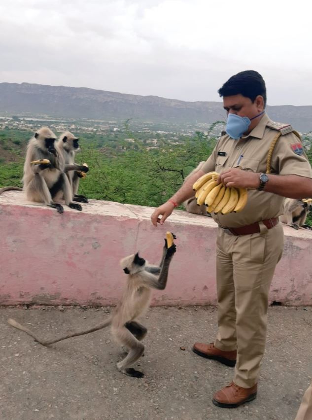 Pemerintah Jaipur Bagikan 15 Ribu Makanan untuk Hewan Liar Selama Lockdown