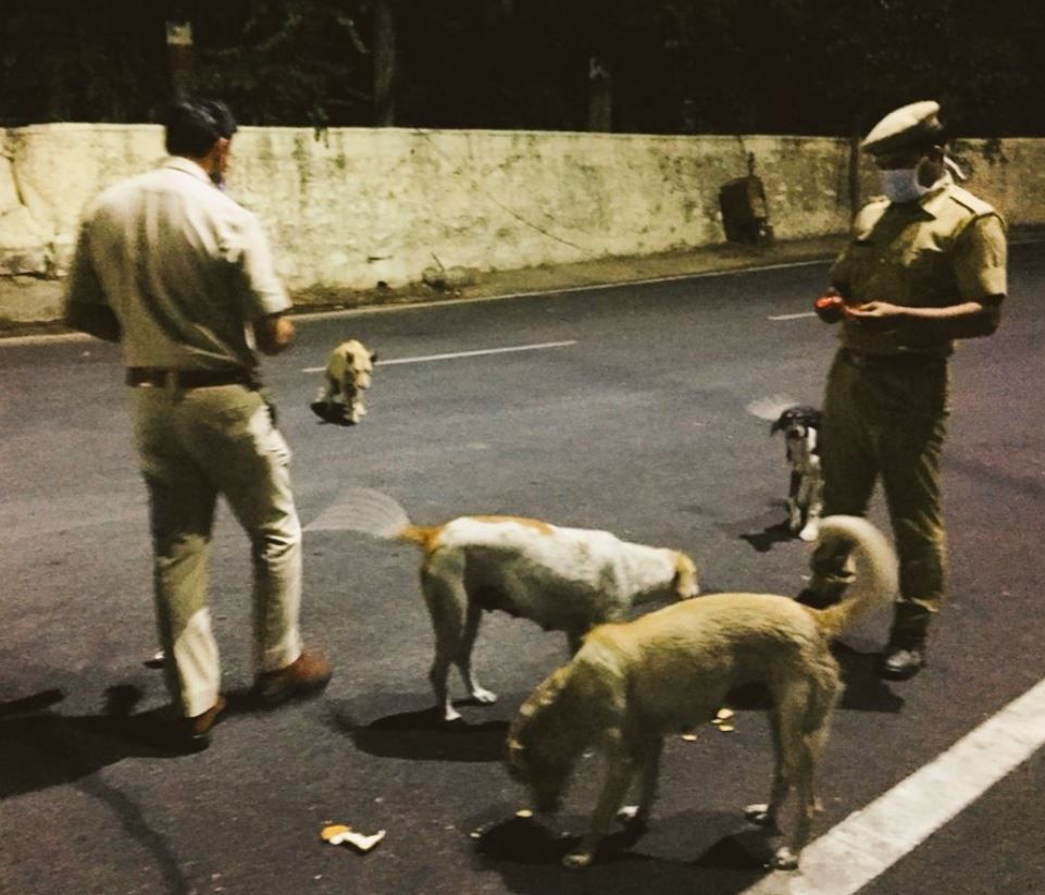 Pemerintah Jaipur Bagikan 15 Ribu Makanan untuk Hewan Liar Selama Lockdown