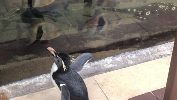 Wellington juga mengunjungi ikan tawar. Sepertinya hewan ini adalah favoritnya. (Shedd Aquarium/Twitter)