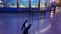 Penguin-penguin lainnya juga berkeliling Aquarium. Pasangan penguin ini bernama Edward dan Annie. Mereka terlihat antusias saat melihat ikan-ikan. (Shedd Aquarium/Twitter)