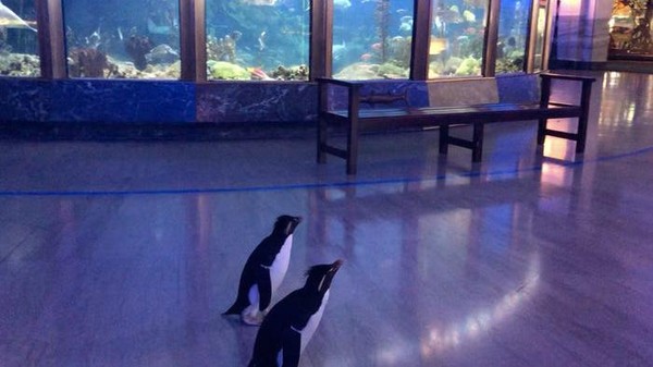 Penguin-penguin lainnya juga berkeliling Aquarium. Pasangan penguin ini bernama Edward dan Annie. Mereka terlihat antusias saat melihat ikan-ikan. (Shedd Aquarium/Twitter) Penguin-penguin lainnya juga berkeliling Aquarium. Pasangan penguin ini bernama Edward dan Annie. Mereka terlihat antusias saat melihat ikan-ikan. (Shedd Aquarium/Twitter)
