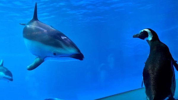 Tak hanya melihat paus, Wellington juga melihat lumba-lumba. Kelihatannya, lumba-lumba juga menyukai Wellington. (Shedd Aquarium/Twitter). Tak hanya melihat paus, Wellington juga melihat lumba-lumba. Kelihatannya, lumba-lumba juga menyukai Wellington. (Shedd Aquarium/Twitter).