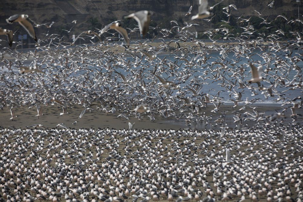 Burung camar memadati pantai.