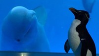 Kedua hewan menggemaskan ini begitu lucu sangat bersama. Paus Beluga terlihat sangat penasaran dengan penguin, seakan mengajak berkenalan. (Shedd Aquarium/Twitter)