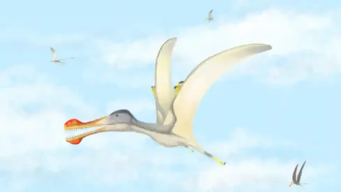 Ditemukan tiga spesies baru dinosaurus terbang di Marako. Penemuan ini didapatkan David Martill, paleontologis dari University of Portsmouth di Inggris.

Para ilmuwan yang terlibat menyebutkan reptil terbang ini hidup di Sahara pada 100 juta tahun lalu. Dari penelitian fosil tersebut didapati dinosaurus itu memiliki sayap tentunya dan memkan ikan, mengingat dulunya padang pasir tersebut dulunya adalah lautan.