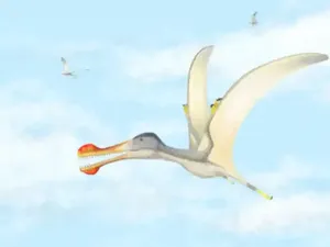 3 Spesies Baru Dinosaurus Terbang Ditemukan di Maroko