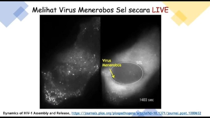 Infeksi virus Rekaman virus menginfeksi sel sehat.