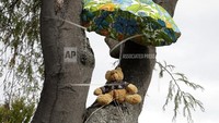 Bahkan, ada juga yang meletakan Boneka Beruang yang dipajang di atas pohon.  