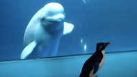 Saat penguin mendekati Aquarium paus mendekat ke kaca dan terus memandang penguin. Bahkan saat penguin menjauh, paus masih melihat penguin (Shedd Aquarium/Twitter)