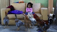 Seorang anak bermain dengan ayam di luar rumahnya di gubuk Nueva Esperanza di Lima, Peru, selama karantina 15 hari yang hampir total untuk menghentikan penyebaran virus Corona baru. AP Photo/Martin Mejia.