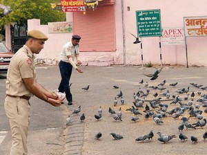 Pemerintah Jaipur Bagikan 15 Ribu Makanan untuk Hewan Liar Selama Lockdown