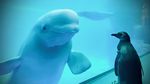 Potret Pertemuan Paus Beluga dan Penguin yang Bikin Gemas