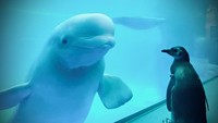 Pertemuan penguin dan paus beluga di Shedd Aquarim, Chicago begitu menggemaskan. Pasalnya, paus beluga terlihat sangat menyukai penguin. (Shedd Aquarium/Twitter)