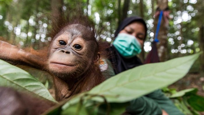 Mereka Setia Menjaga Orangutan dari Ancaman Virus Corona