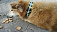Beberapa biskuit sengaja disebar di jalanan oleh beberapa orang, agar para anjing dan kucing liar bisa memakannya. Foto: Istimewa