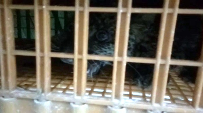 Macan Tutul di Sukabumi