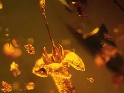 Foto Unik Hewan Terperangkap dalam Getah, Ada Laba-laba Ereksi