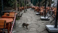 Di Istanbul, Turki, tampak seekor kucing melintas di depan Pierre Loti yang tutup untuk mengantisipasi penyebara virus Corona. Menurut data resmi yang dirilis Kamis (2/4/2020), Turki telah mencatat total 18.135 kasus infeksi virus corona dengan 356 kematian. Dari jumlah kasus nasional, sebanyak 60 persen kasus dan 117 kematian telah dilaporkan di Istanbul yang berpenduduk sekitar 15 juta jiwa. Chris McGrath/Getty Images.