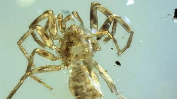 Makhluk kuno ini ada pada 100 juta tahun yang lalu. Yang tidak biasa dari laba-laba ini adalah bagian ekor. Ahli paleontologi University of Kansas, Paul Selden menyebut ekornya berfungsi sebagai embel flageliformis dan dipercaya berguna untuk merasakan lingkungan di sekitarnya. Foto: University of Kansas