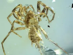 Foto Unik Hewan Terperangkap dalam Getah, Ada Laba-laba Ereksi