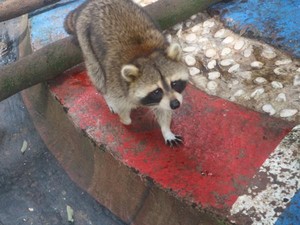 Foto: Bertemu Rakun Lucu di Batu Secret Zoo