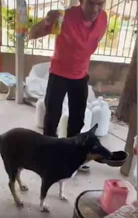 Tidak suka makanan biasa, anjing pintar ini paling suka menyantap makanan dari restoran. Setiap harinya anjing imut ini selalu membawa batok kelapa ke restoran.