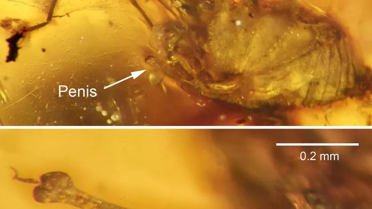 Ambar adalah resin pepohonan yang lengket dan kadang membuat hewan-hewan terperangkap di dalamnya. Berikut ini di antaranya.