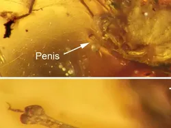 Foto Unik Hewan Terperangkap dalam Getah, Ada Laba-laba Ereksi