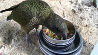 Burung-burung ini setiap harinya diberikan makanan bernutrisi agar mereka tetap sehat selama masa lockdown. Foto: Istimewa