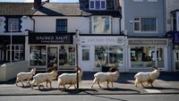 Lima ekor kambing melintas di salah satu ruas jalan di Llandudno, Wales. Sekumpulan hewan itu melintas saat wilayah tersebut menerapkan lockdown untuk mengantisipasi penyebaran virus corona. Christopher Furlong/Getty Images.