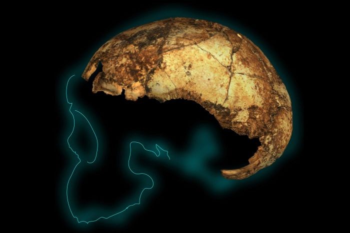 Tempurung kepala batita dari fosil tertua di zaman Homo Erectus ditemukan di Afrika Selatan. Fosil ini berusia sekitar 2,04-1,95 juta tahun lalu.

Ditemukan fakta, manusia purba ini memiliki otak lebih kecil dari manusia sekarang, namun ia sudah dapat berjalan tegak dan merupakan yang manusia pertama yang menjelajah keluar Afrika untuk menetap di belahan dunia lain, bahkan sampai ke Asia.