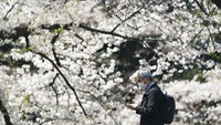 Bunga sakura bermekaran di taman kota di Tokyo, (2/4/2020). Biasanya, para traveler memadati taman yang dipenuhi bunga sakura. Namun untuk tahun ini tidak, karena pandemi Corona