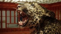 Macan tutul merupakan satwa endemik Pulau Jawa dan termasuk salah satu satwa dilindungi dengan status terancam punah.