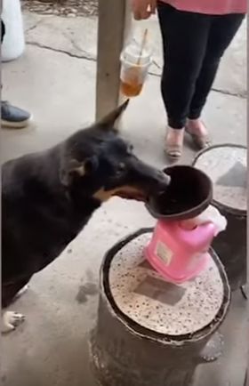 Tidak suka makanan biasa, anjing pintar ini paling suka menyantap makanan dari restoran. Setiap harinya anjing imut ini selalu membawa batok kelapa ke restoran.