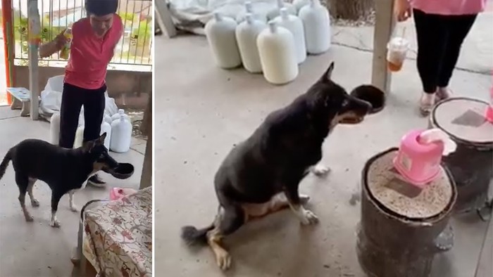 Tidak suka makanan biasa, anjing pintar ini paling suka menyantap makanan dari restoran. Setiap harinya anjing imut ini selalu membawa batok kelapa ke restoran.